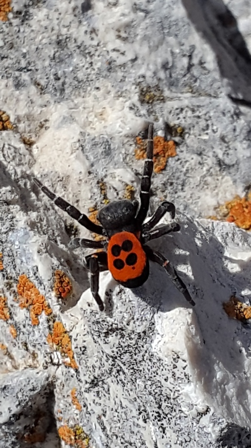 Eresidae:  Eresus sp.  - Monte Genzana (Scanno - AQ)